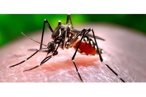 Consejos para prevenir la picadura del mosquito tigre - Contraplagas